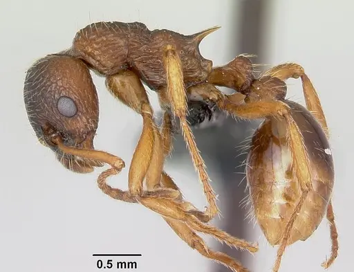 Myrmica ruginodis - CASENT0080767