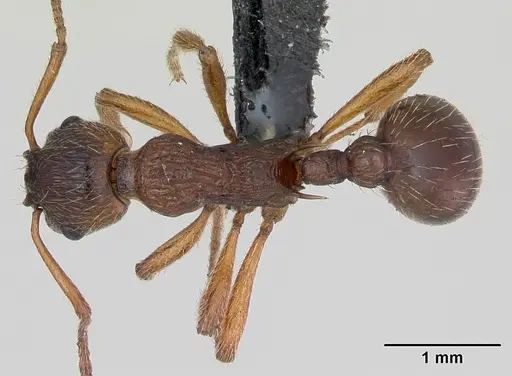 Myrmica ruginodis - CASENT0172713