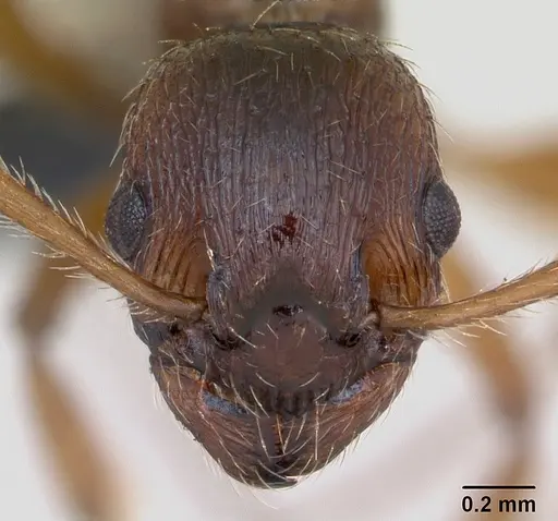 Myrmica ruginodis - CASENT0172713