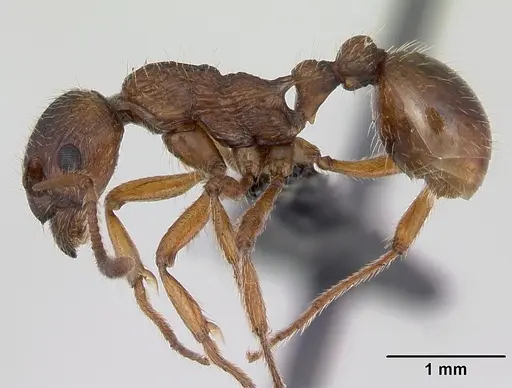 Myrmica ruginodis - CASENT0172713