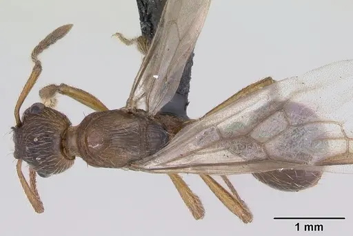 Myrmica ruginodis - CASENT0172714
