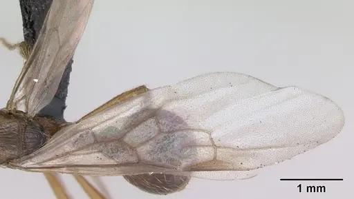 Myrmica ruginodis - CASENT0172714