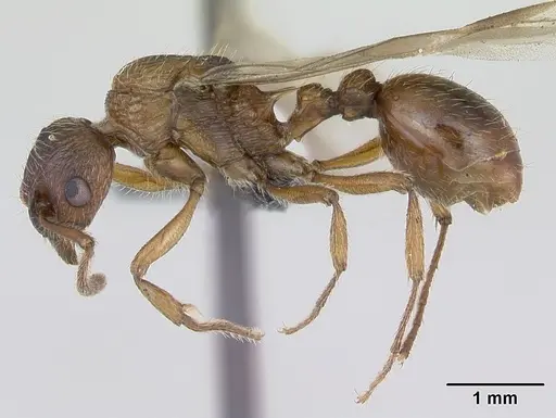 Myrmica ruginodis - CASENT0172714