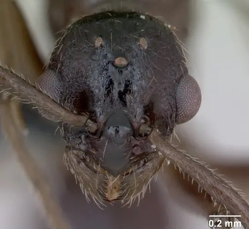 Myrmica ruginodis - CASENT0172715