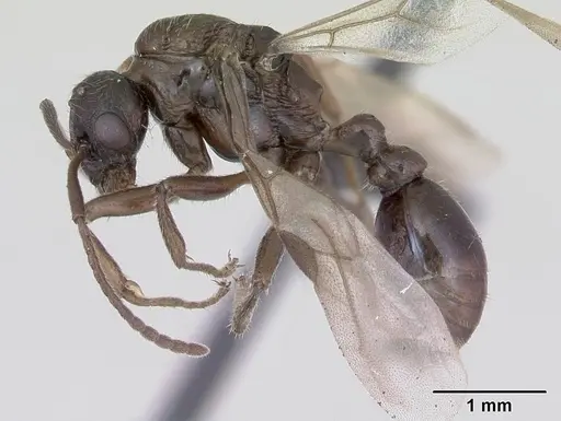 Myrmica ruginodis - CASENT0172715