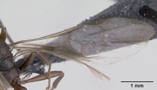 Myrmica ruginodis - CASENT0172715