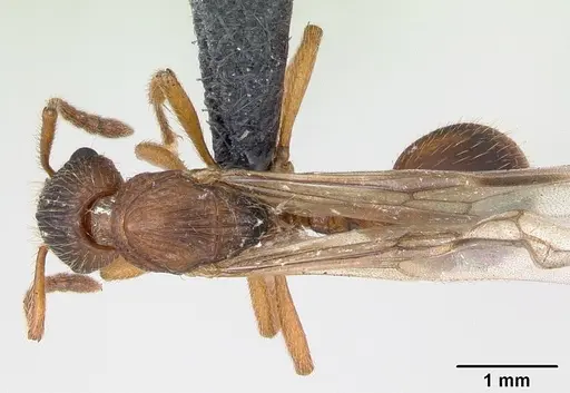Myrmica ruginodis - CASENT0173164