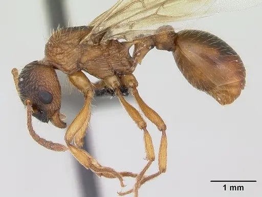 Myrmica ruginodis - CASENT0173164
