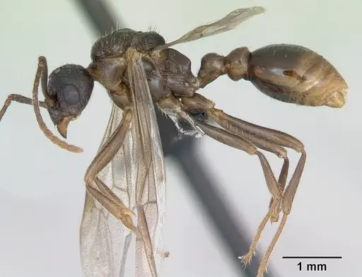 Myrmica ruginodis - CASENT0173165