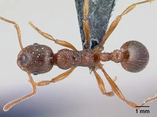 Myrmica ruginodis - CASENT0179918