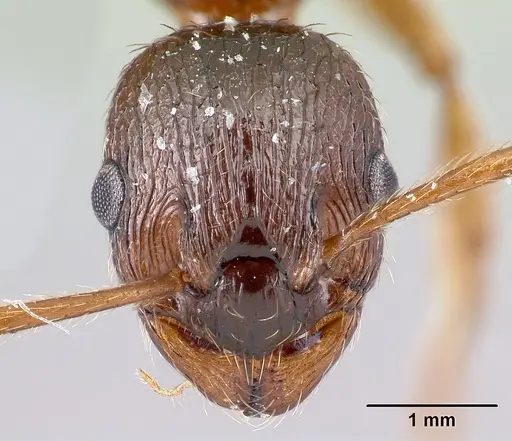 Myrmica ruginodis - CASENT0179918