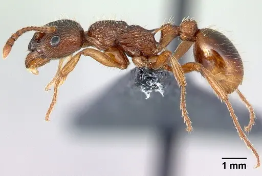 Myrmica ruginodis - CASENT0179918
