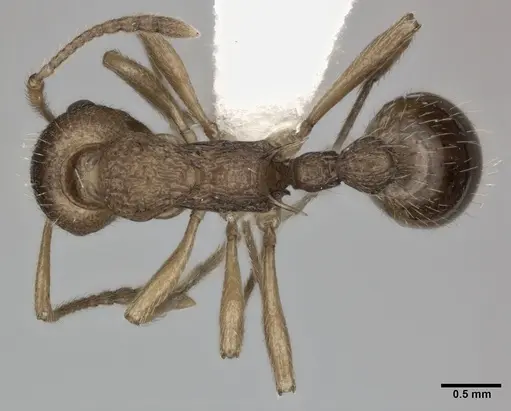 Myrmica ruginodis - CASENT0246081