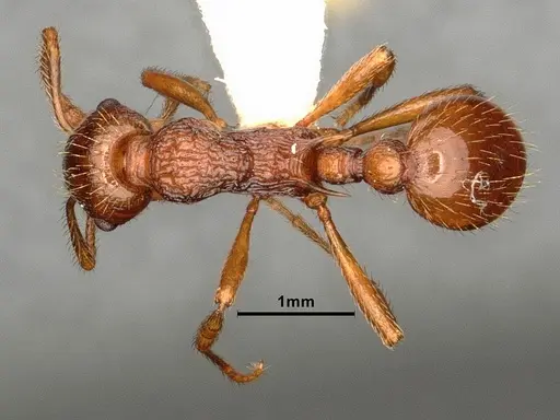 Myrmica ruginodis - CASENT0844496