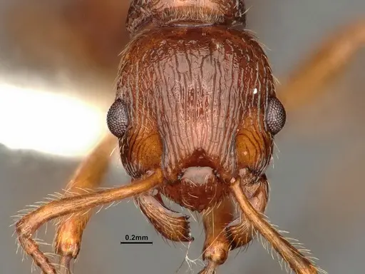 Myrmica ruginodis - CASENT0844496