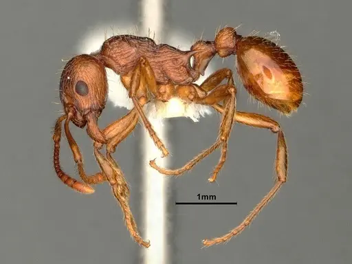 Myrmica ruginodis - CASENT0844496