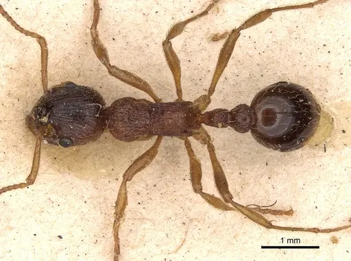 Myrmica ruginodis - CASENT0900274