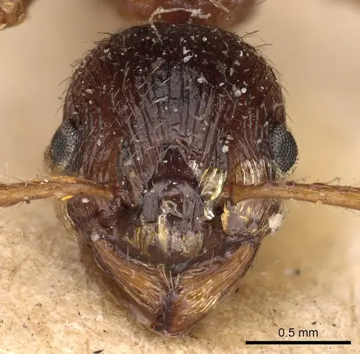 Myrmica ruginodis - CASENT0900274