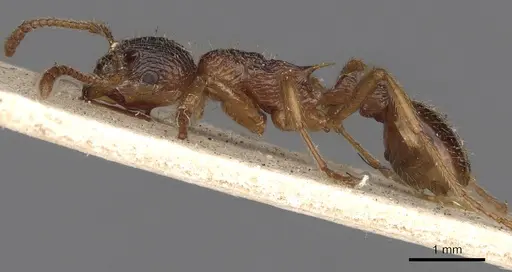 Myrmica ruginodis - CASENT0900274