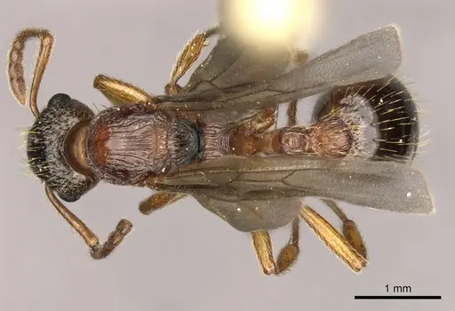 Myrmica ruginodis - CASENT0902304