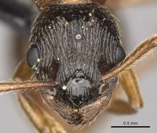 Myrmica ruginodis - CASENT0902304