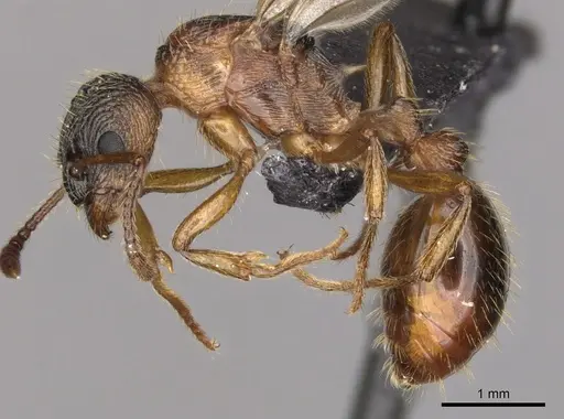 Myrmica ruginodis - CASENT0902304