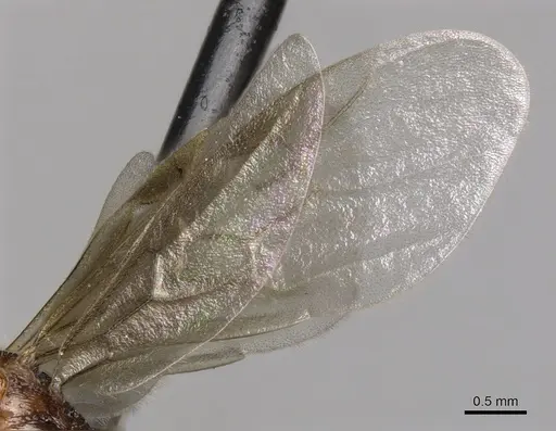 Myrmica ruginodis - CASENT0902304