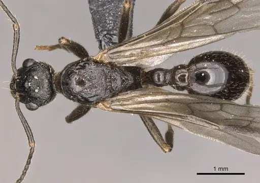 Myrmica ruginodis - CASENT0902305