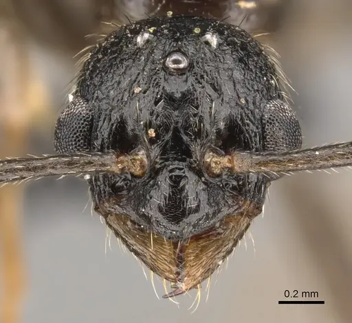 Myrmica ruginodis - CASENT0902305