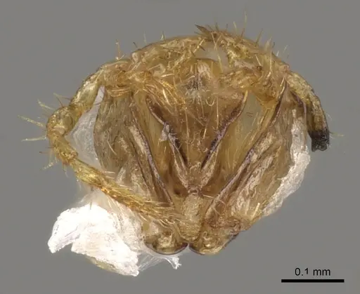 Myrmica ruginodis - CASENT0902305