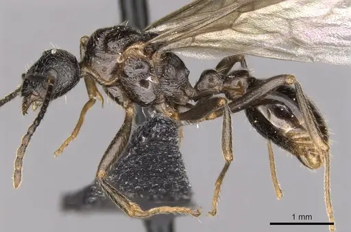 Myrmica ruginodis - CASENT0902305