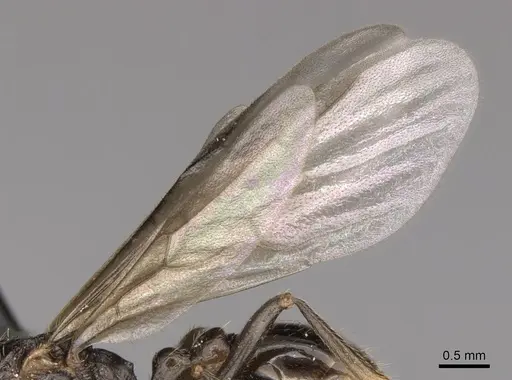 Myrmica ruginodis - CASENT0902305