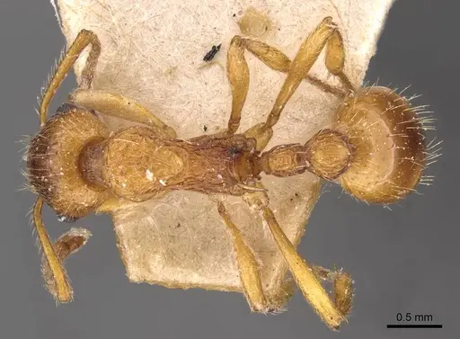 Myrmica ruginodis - CASENT0907647
