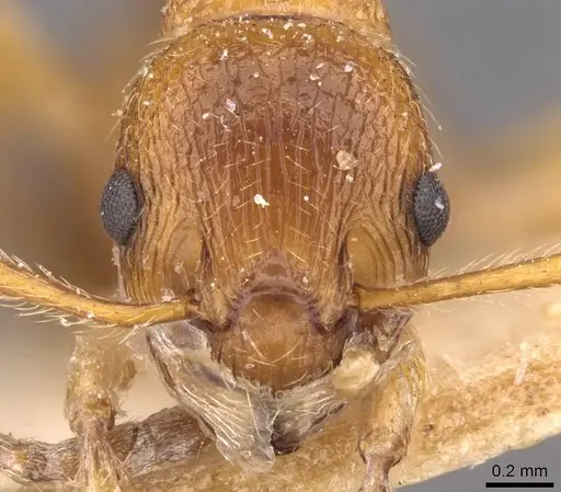 Myrmica ruginodis - CASENT0907647