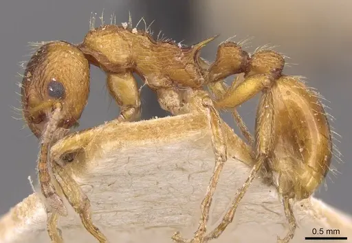 Myrmica ruginodis - CASENT0907647