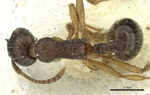 Myrmica ruginodis - CASENT0913065