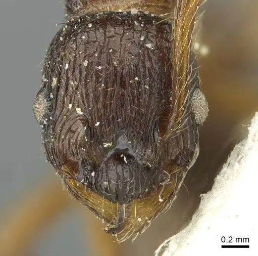 Myrmica ruginodis - CASENT0913065
