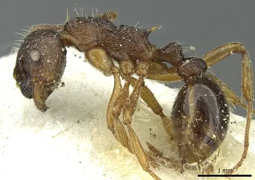 Myrmica ruginodis - CASENT0913065
