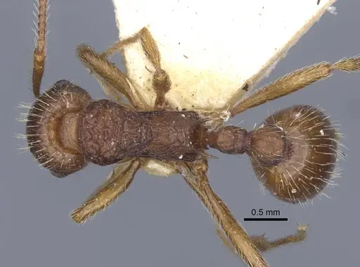 Myrmica ruginodis - CASENT0916896