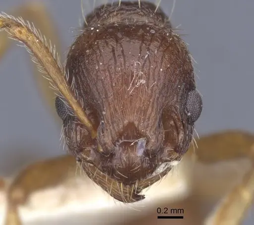 Myrmica ruginodis - CASENT0916896
