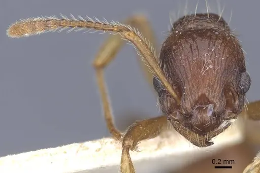 Myrmica ruginodis - CASENT0916896