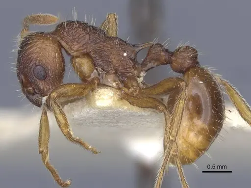 Myrmica ruginodis - CASENT0916896