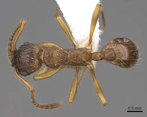 Myrmica ruginodis - CASENT0922784