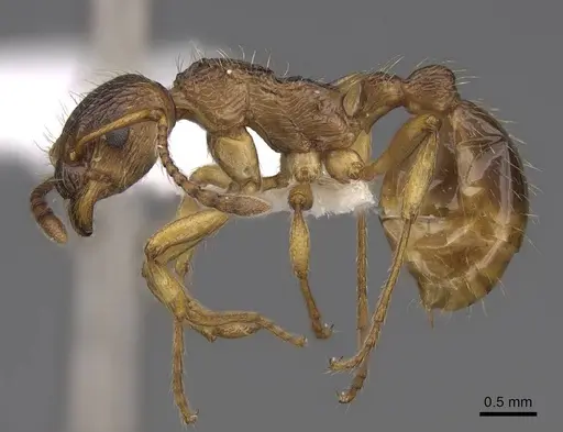Myrmica ruginodis - CASENT0922784