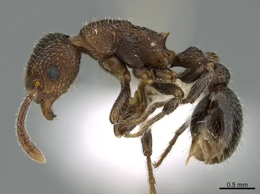 Myrmica rugiventris specimen