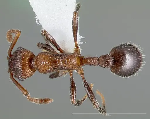Myrmica rugiventris - CASENT0005704