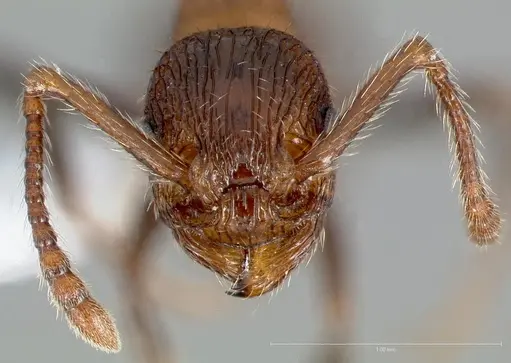 Myrmica rugiventris - CASENT0005704
