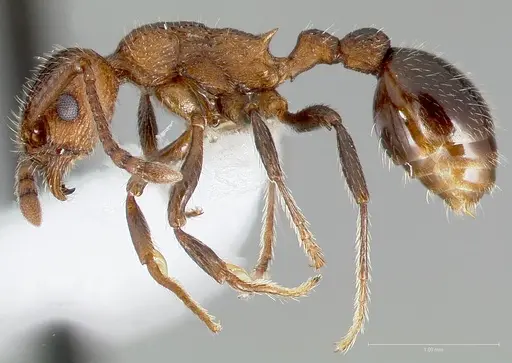 Myrmica rugiventris - CASENT0005704