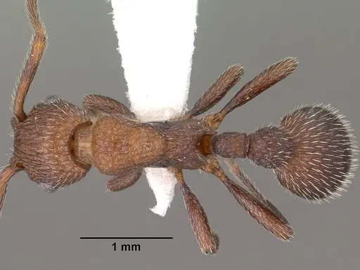 Myrmica rugiventris - CASENT0102856