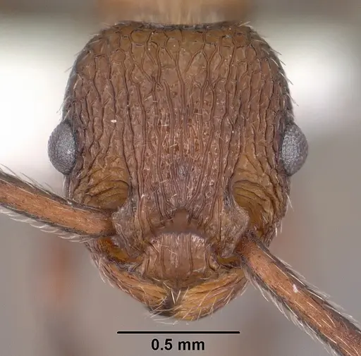 Myrmica rugiventris - CASENT0102856